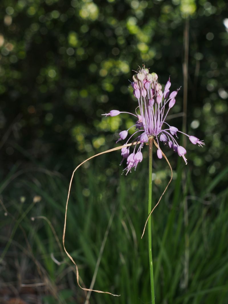 Fiore di Campo Cecina, MS - Allium coloratum